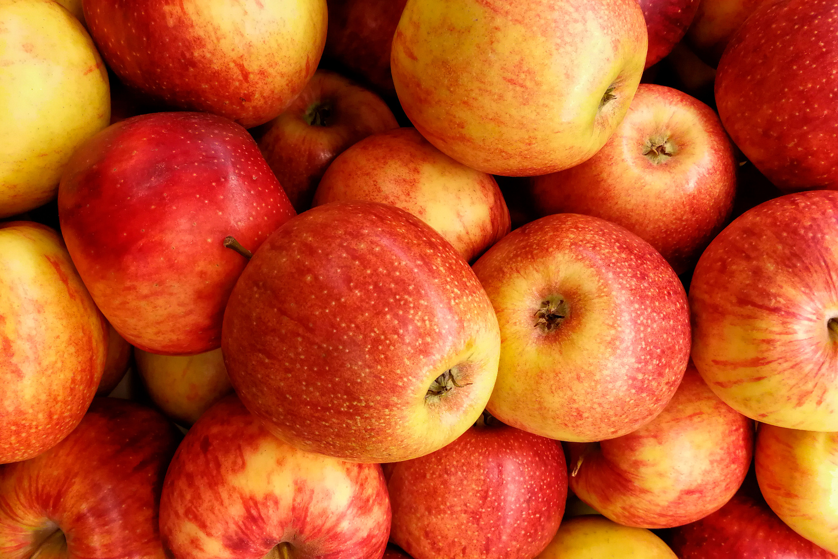 Close-up of Red Apples 